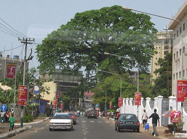 Cotton Tree