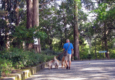 homem passeando com 4 cães num parque