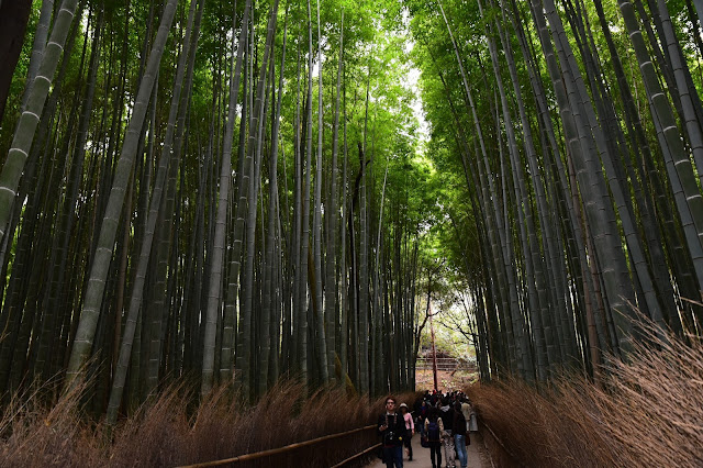 日本關西京都嵐山櫻花 竹林