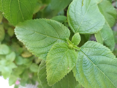 Foglie Lantana camara