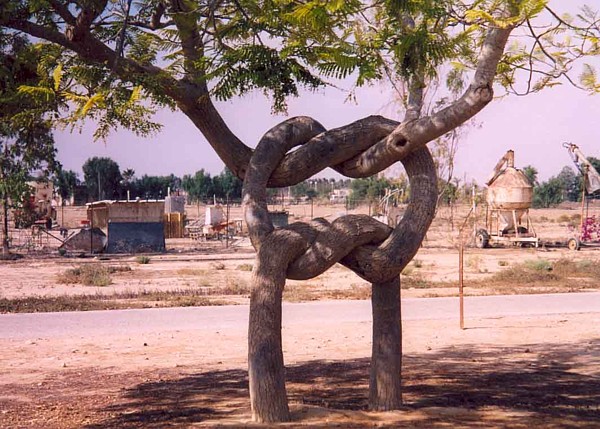 The unusual tree.5