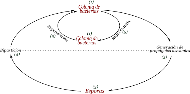 Ciclo de vida de bacterias y arcaicas. El ciclo de vida de los procariotas es típicamente asexual, sin embargo, las bacterias deben entenderse en términos de colonias, más que de células individuales, con diferentes grados de expecialización.