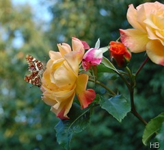 Rose 'Moonlight' mit Landkärtchen © H. Brune