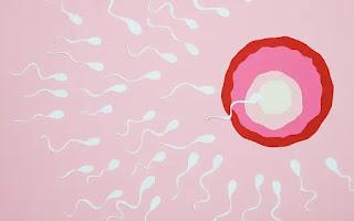 All about in vitro Fertilization in Test Tube baby(IVF)_ichhori.com