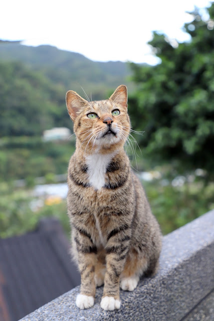 新北景點 猴硐貓村