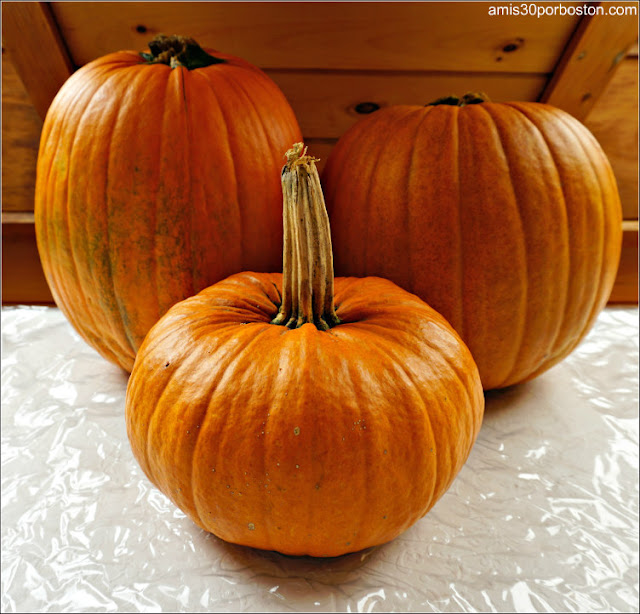 Calabazas de la Granja Lookout en Massachusetts