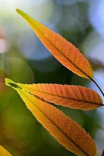 Tropical Leaf Bokeh