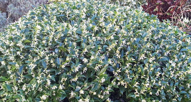 Sarcococca, also known as the Christmas box, is a dense evergreen shrub.