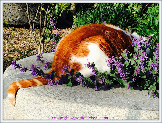 Friday Fluffers at BBHQ ©BionicBasil® Amber's Secret Catmint Problem