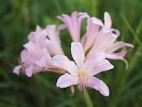 Lycoris squamigera