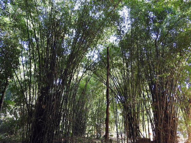 bamboo, sunlight, assam, northeast, india