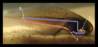 Circulatory System in Frogs / Frogs (Amphibians) Equipped with Pictures