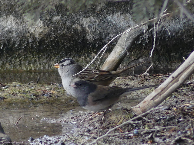 14: little bird bigger than a junco