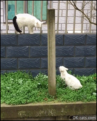 Hilarious Cat GIF • The ultimate cat fight and...Double SPLASH hahaha! [ok-cats.com]