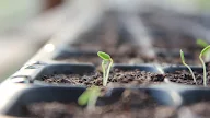 Launching the First Planting in Organic Farm