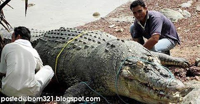 Sah! Buaya Di Port Di Port Dickson Memang Wujud !