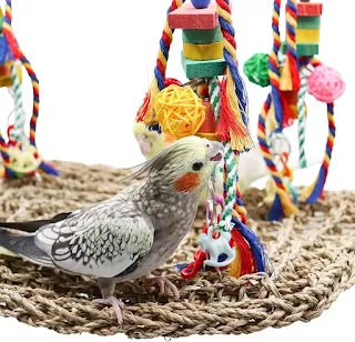 Parrot chewing on a wooden bird toy