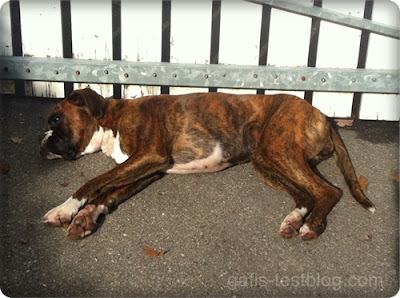 Boxer Amy gnießt die warme Herbstsonne im Hof