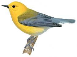 Prothonotary Warbler