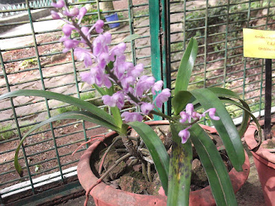 Aerides ringens care and culture