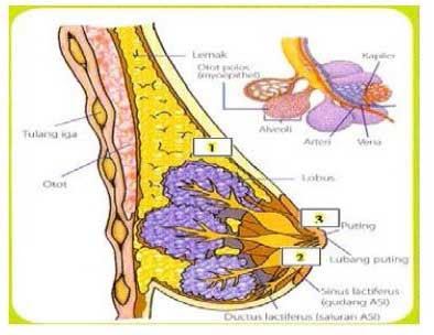  Informasi Seputar Penyakit Kanker Payudara: Gambar Anatomi Payudara
