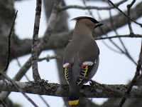 Bohemian Waxwing, back view – Souris Line Road area, PEI – Feb. 18, 2018 – Sandra Meade