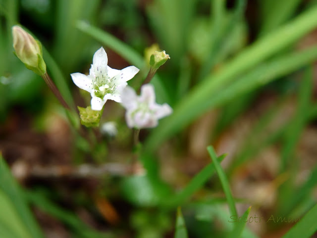 Gentiana thunbergii