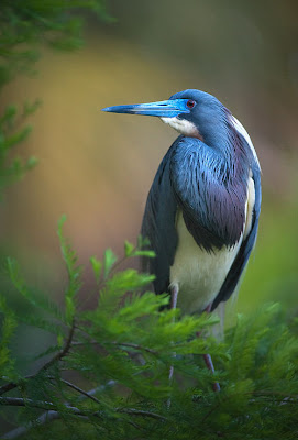 Ave azul del edén perdido - Beautiful paradise bird