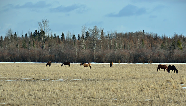 A half dozen horses standing or grazing in an open early spring pasture with plenty of dry grass and scattered patches of remnant snow; bare shrubs and trees interspersed with evergreens are farther back. https://cohanmagazine.blogspot.com/