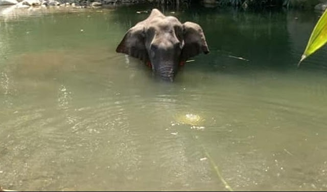 pregnant-elephant-death-in-river