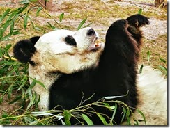 animali
