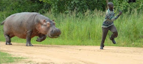 hippo chasing man