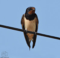 Golondrina común