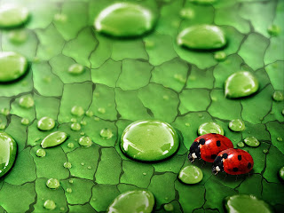 Lady Bug Wallpapers