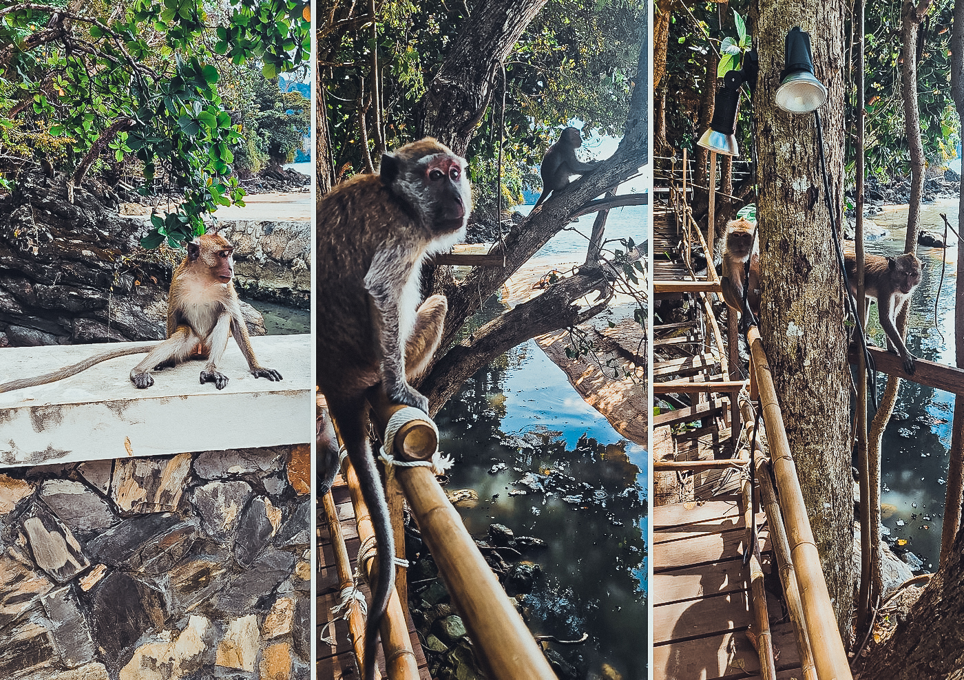 Małpia trasa Monkey Trail w Tajlandii - dyedblonde