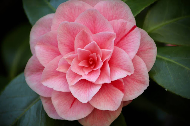 Japanese camellia (Camellia japonica)