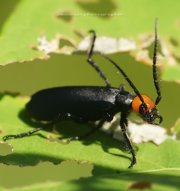 Black Blister Beetle with orange head and long horns