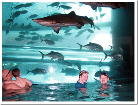 shark aquarium golden nugget las vegas