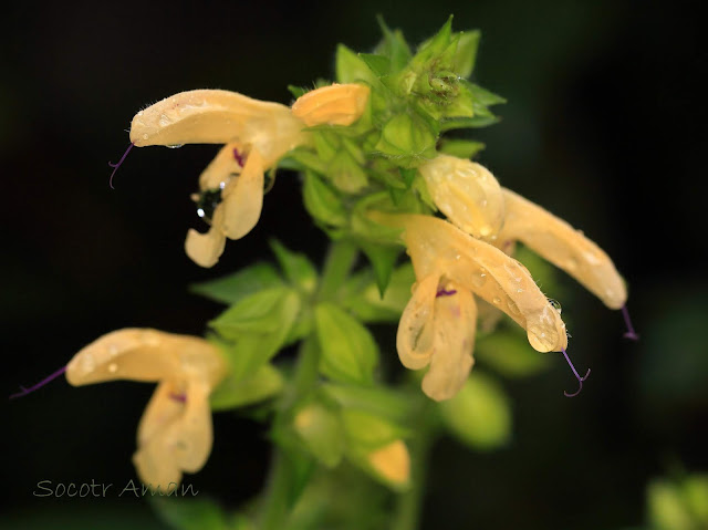 Salvia nipponica