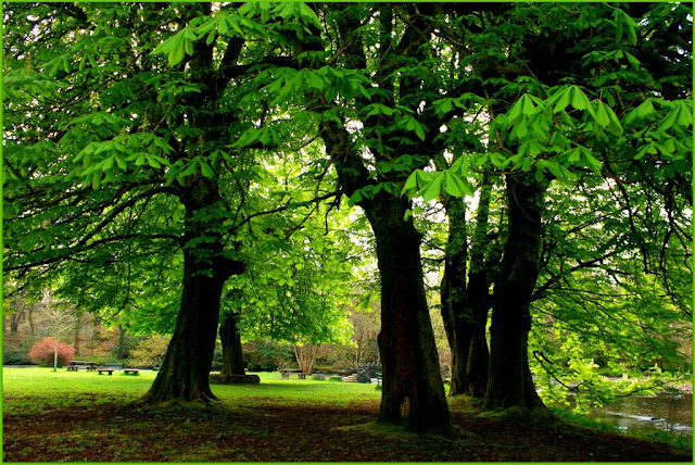 beautiful green trees in the park