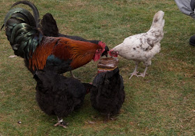 mealworms for hens