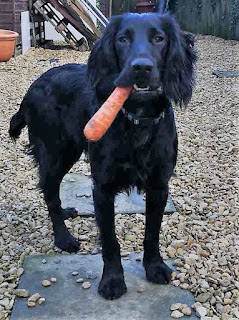 Sid the Worker Cocker Sniffer Dog holding a carrot in his mouth.