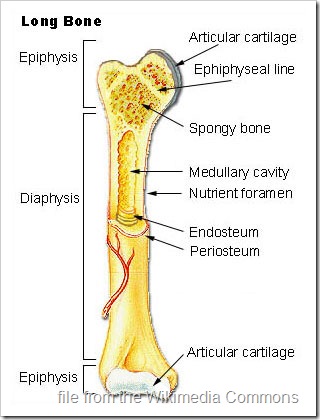 long bone drawing cross section