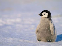 30 Fakta Menarik Tentang Penguin yang Mesti Kamu Tahu!