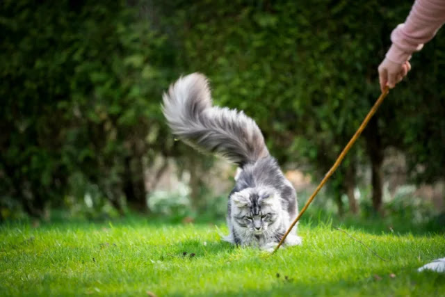 peut-on-laisser-un-chat-maine-coon-sortir-en-exterieur-1