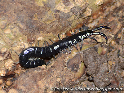 Black Centipede (Otostigmus sp.)