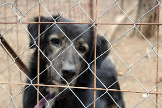 Black and tan crossbreed dog, looking at the camera through a chain fenced pen