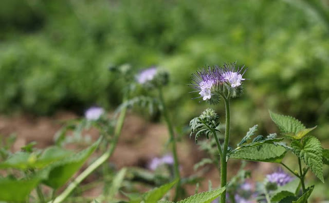 Phacelia Tanacetifolia Flowers Pictures