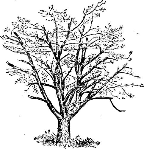  Psikotes Gambar Pohon 