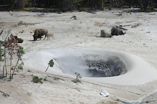 Sulphur Canyon and bisons